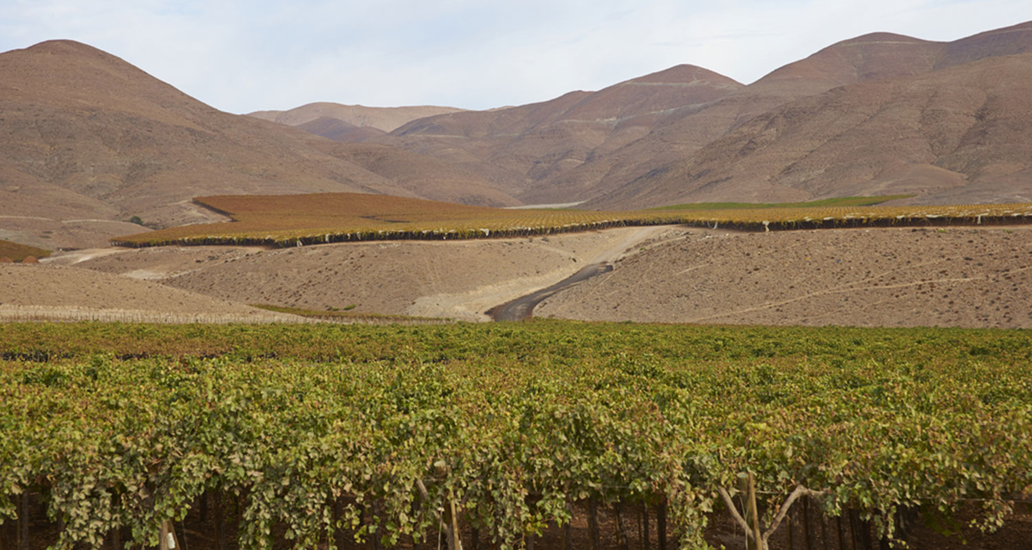Weinreben grenzen an die Atacama Wüste
