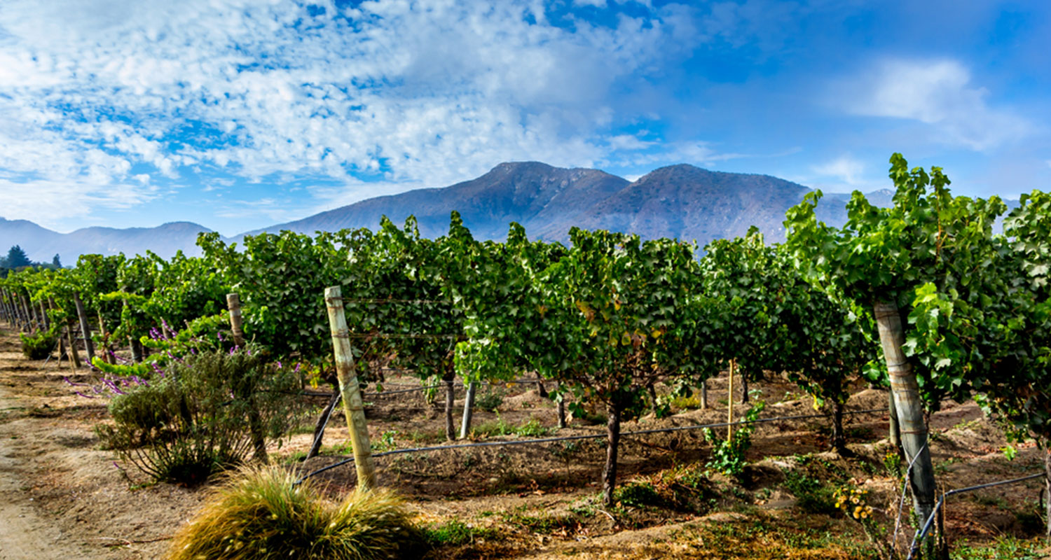 Weinreben am Fuße eines Berges