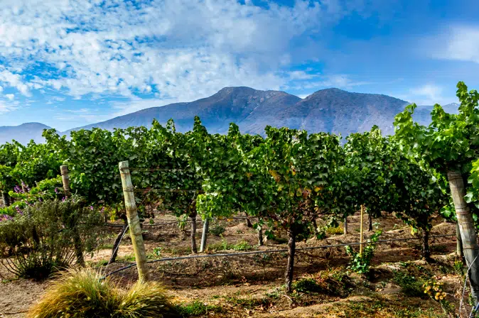 Weinland Chile