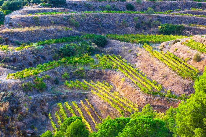 Weinberge Katalonien