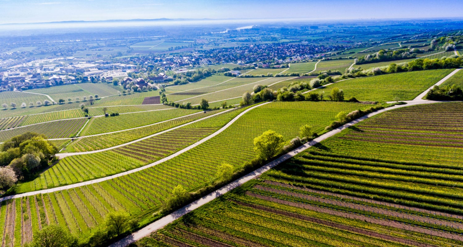 Das rheinhessische Alzey. Geburtsort der Scheurebe.