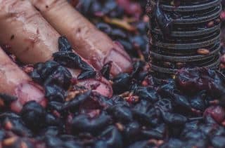 Weinherstellung - So wird Wein gemacht