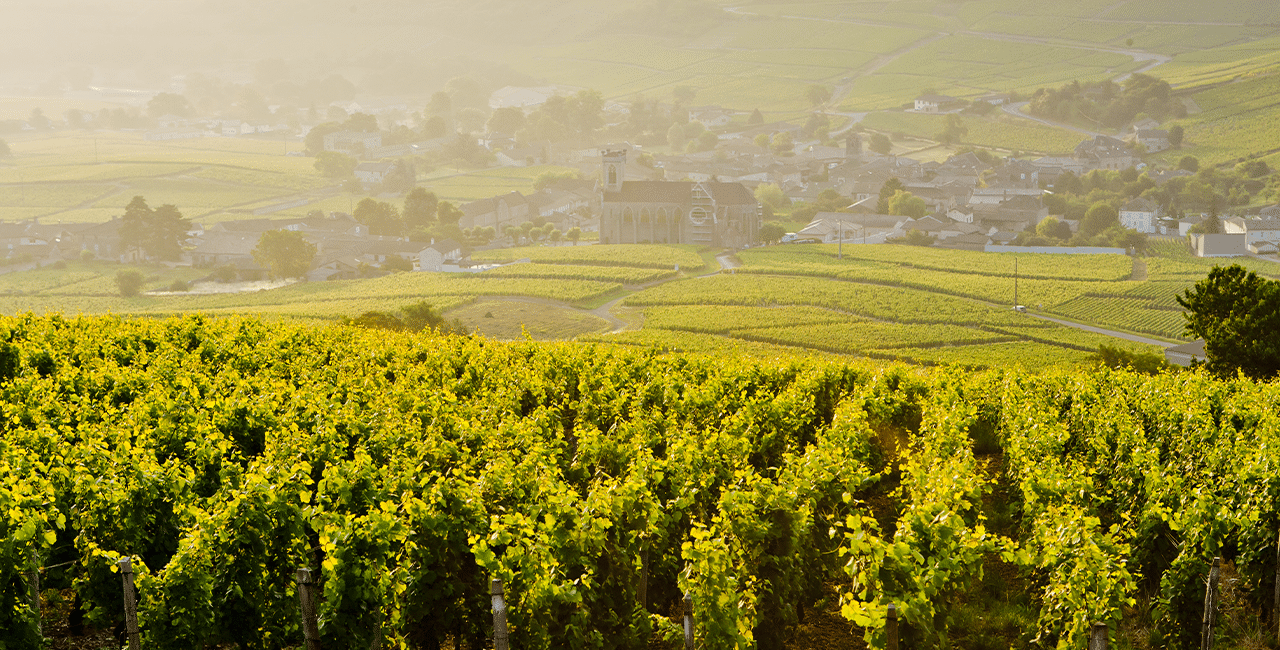 Weinregion Burgund