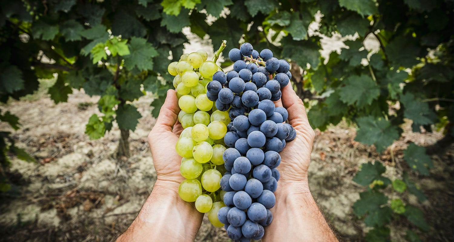 Trauben, rot und weiß in der Hand