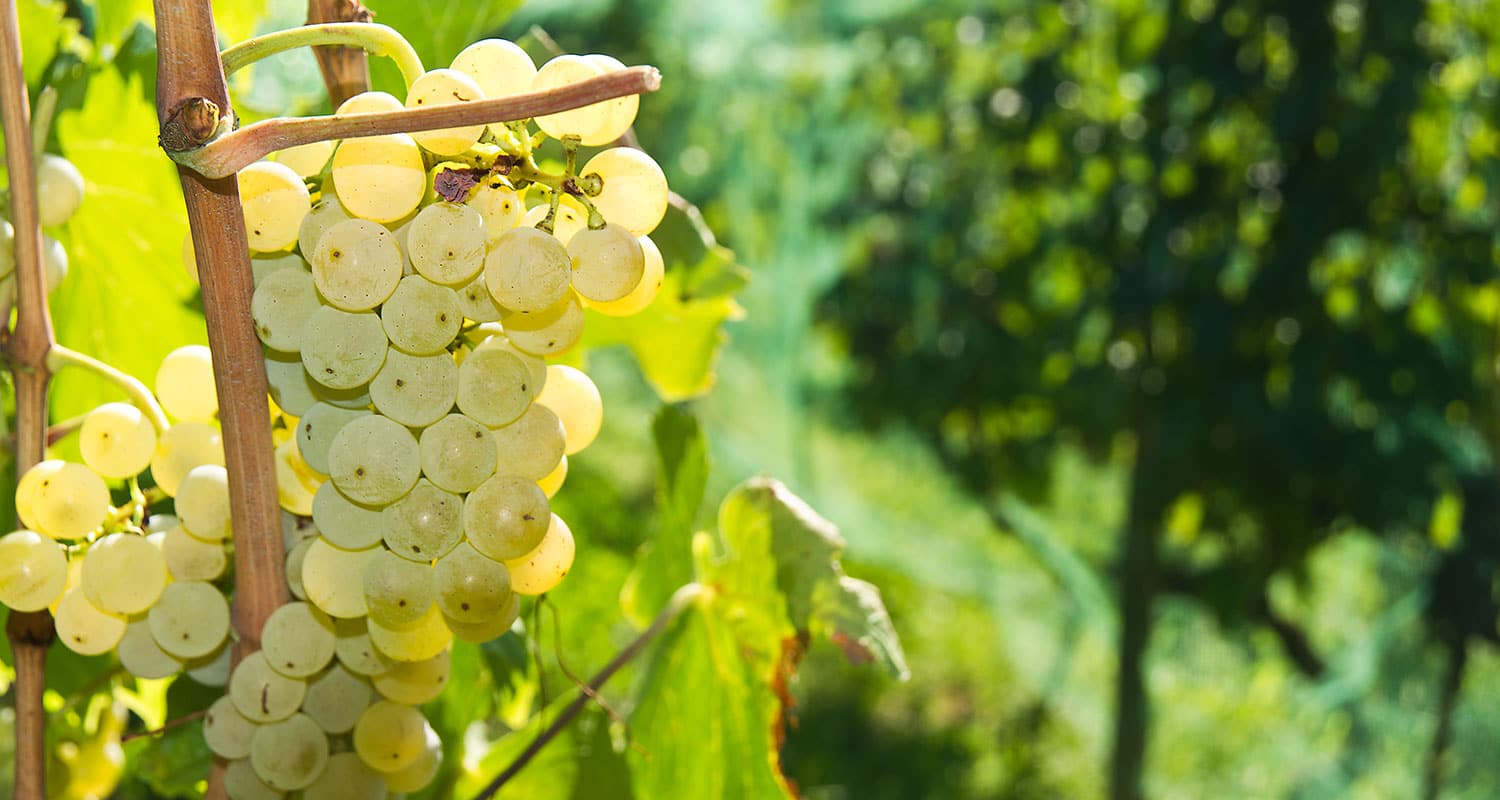 Malvasia Trauben an der Rebe