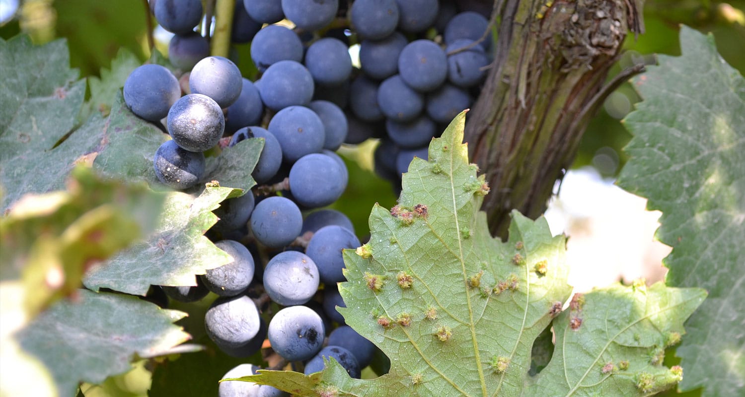 Blatt mit Reblausbefall