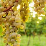 Rebsorte Malvasia