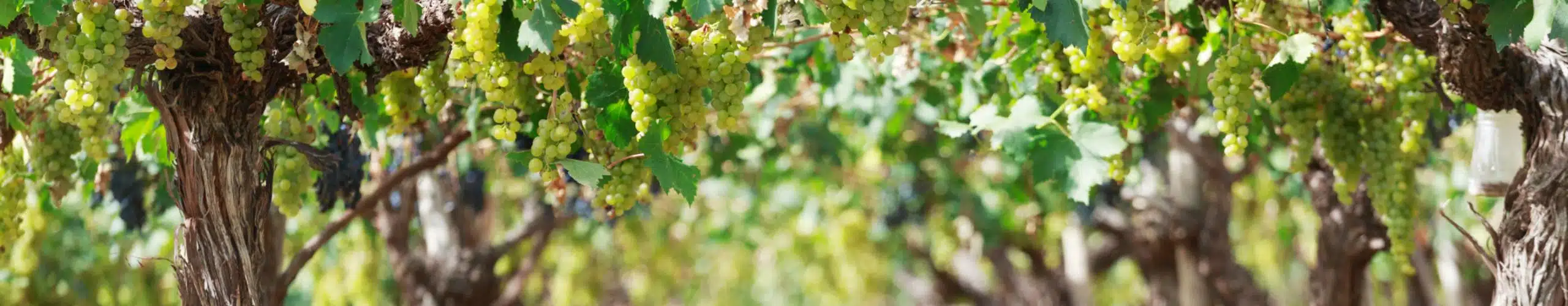 Unterschied zwischen Pinot Grigio und Grauburgunder » Weinfreunde Magazin