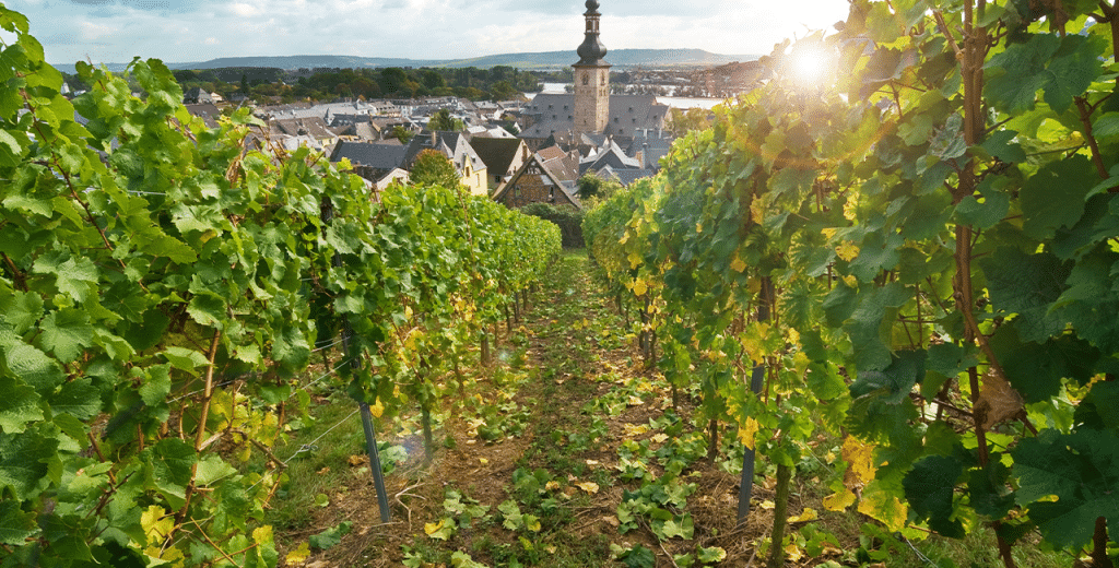 Gewürztraminer Alles Wissenswerte zur Rebsorte Weinfreunde Magazin