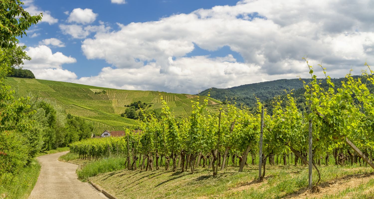 Weinberge in Baden