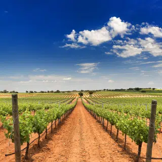 Weinberge Spanien