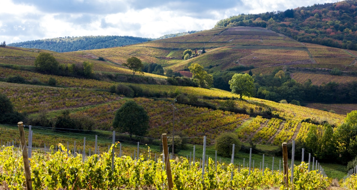 Weinreben im Burgund