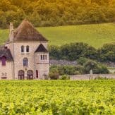 Weinberge im Burgund
