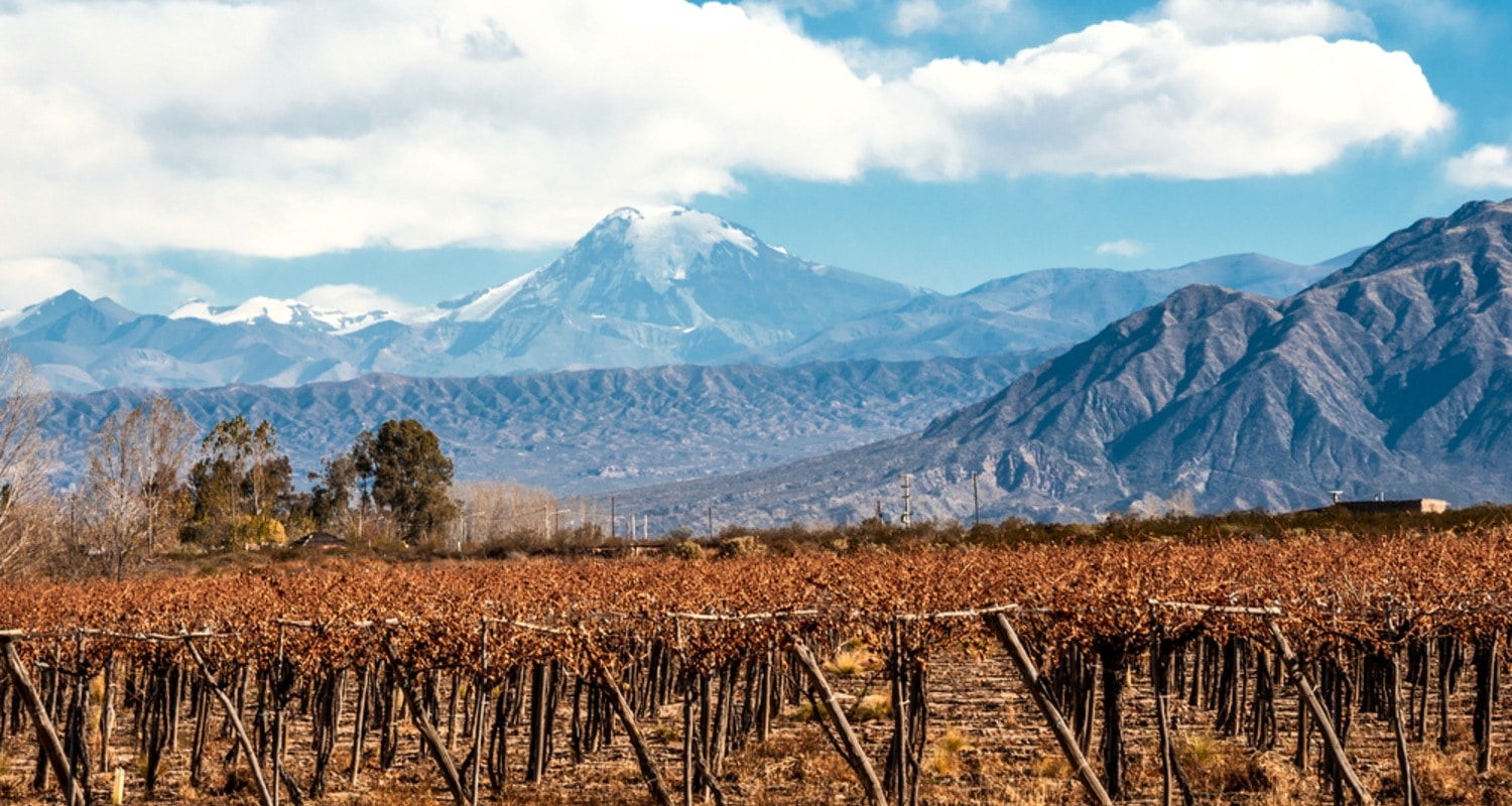Weinberge in Chile