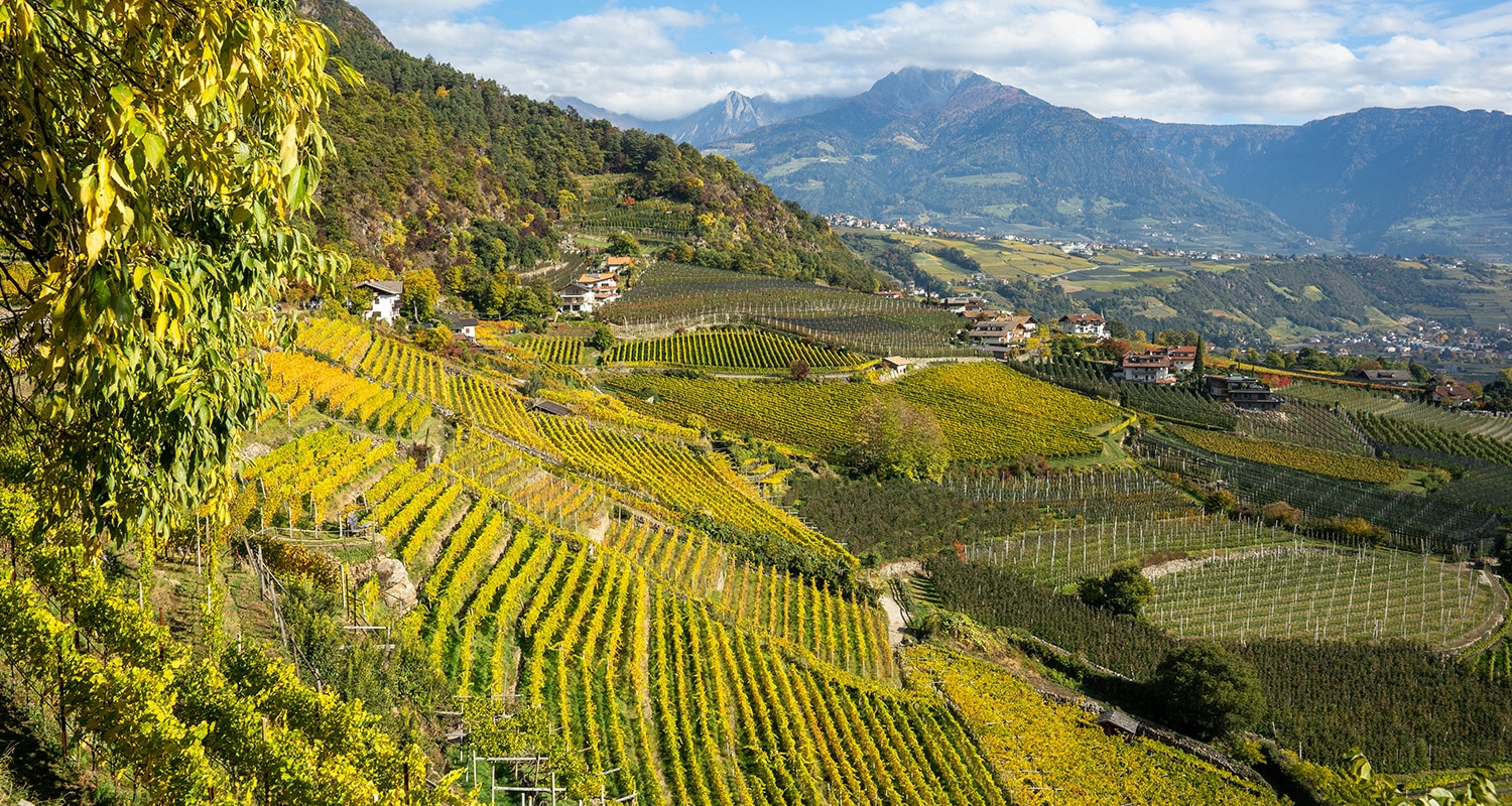 Weinberge Südtirol