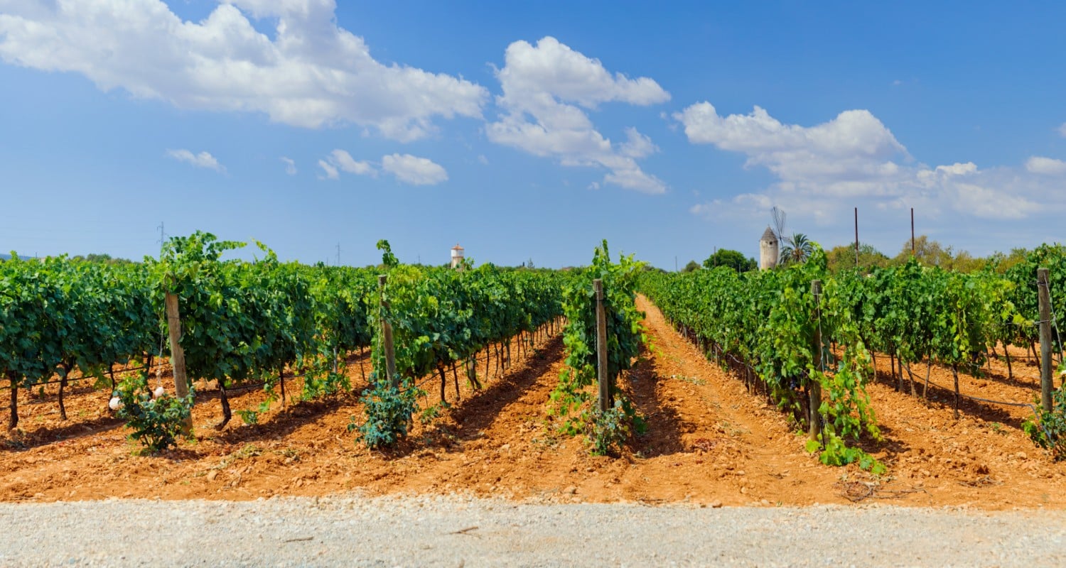 Mallorca Weinreben