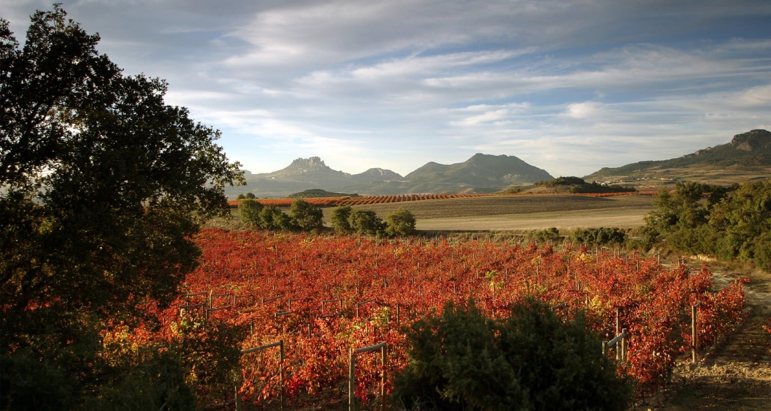 Weinberge Rioja