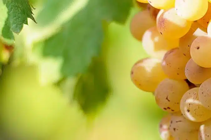 Weiße Trauben