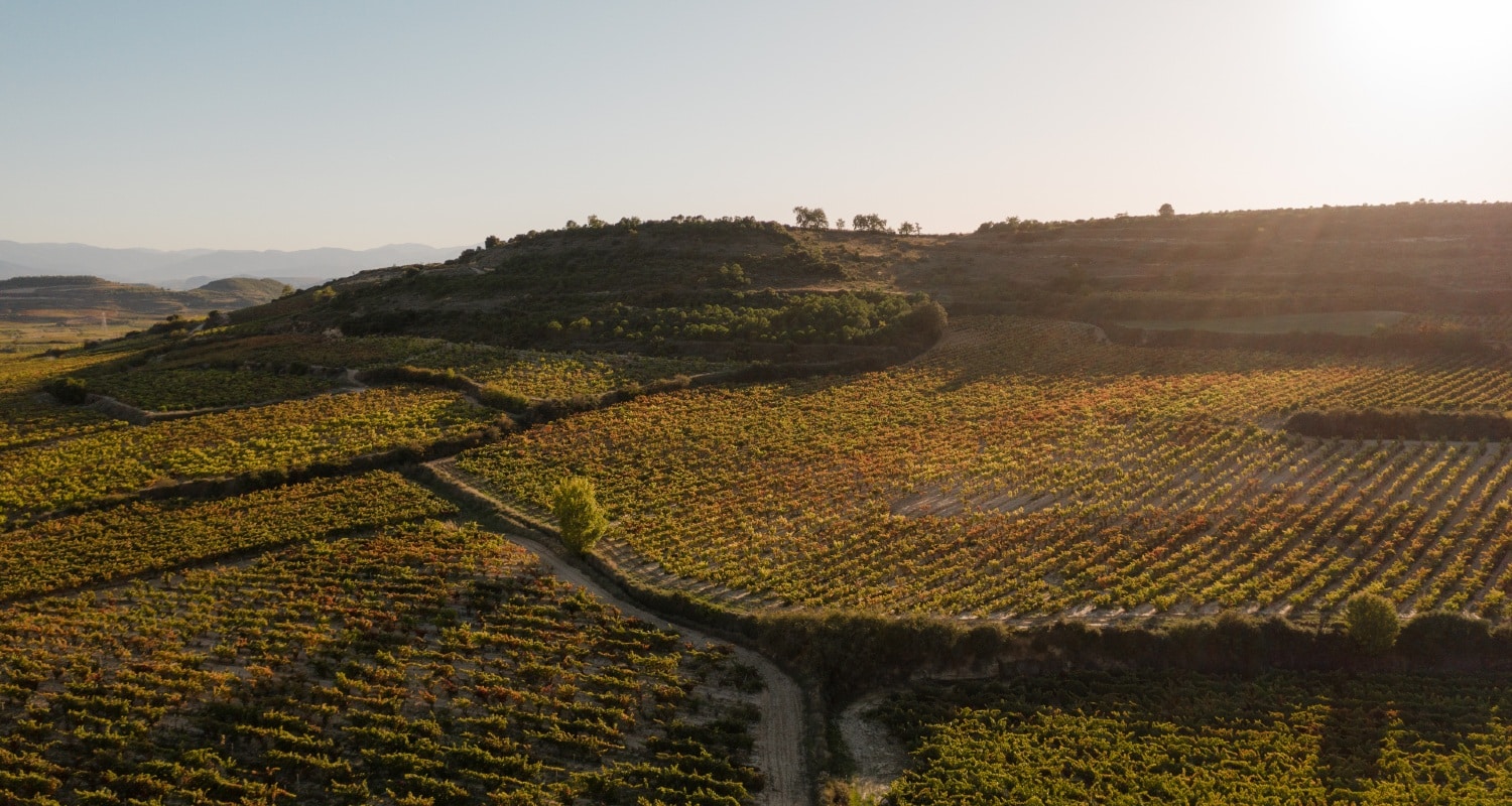 Bodegas Solagüen Weinreben