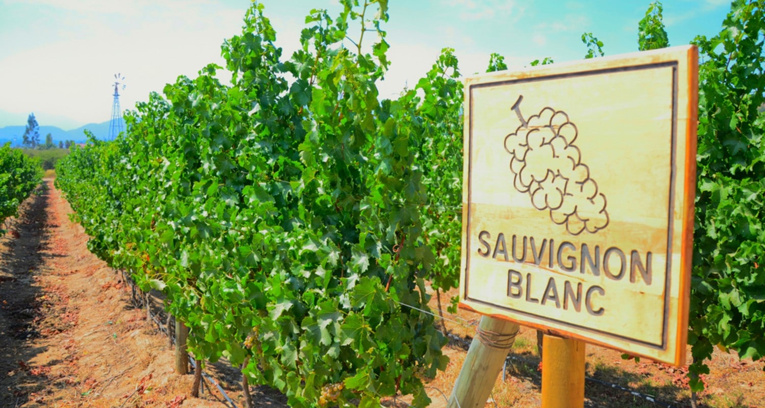 Sauvignon Blanc