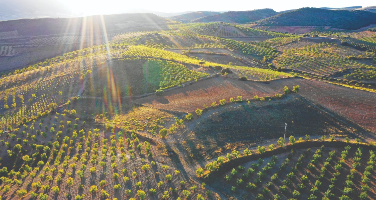 Weinberge Bodegas Raices Ibericas