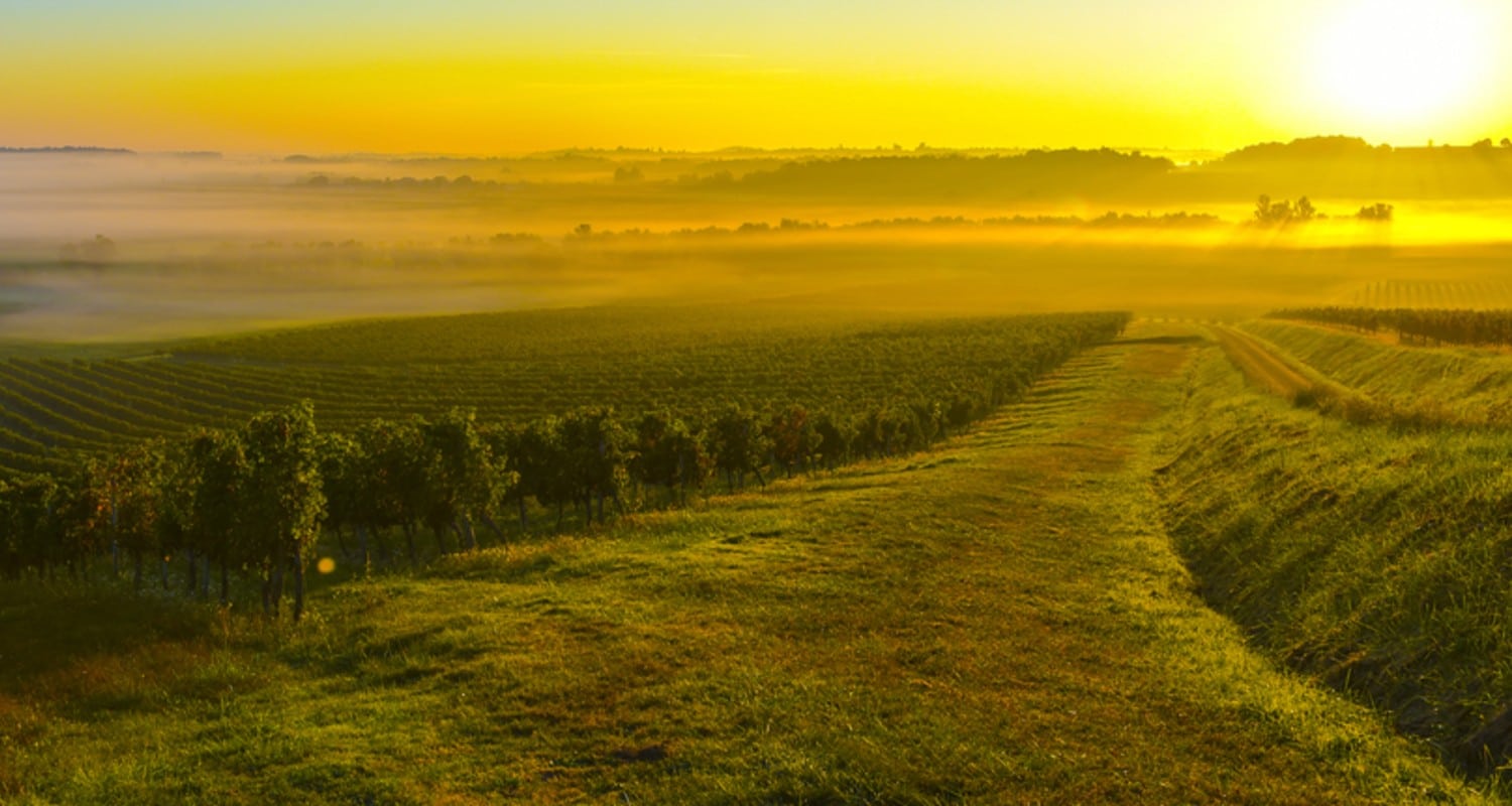 Weinreben Bordeaux