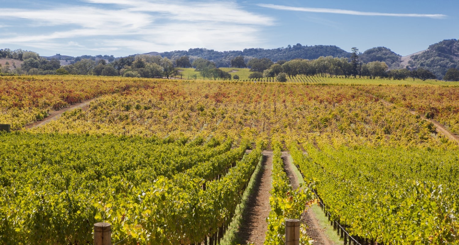 Weinberge in Kalifornien