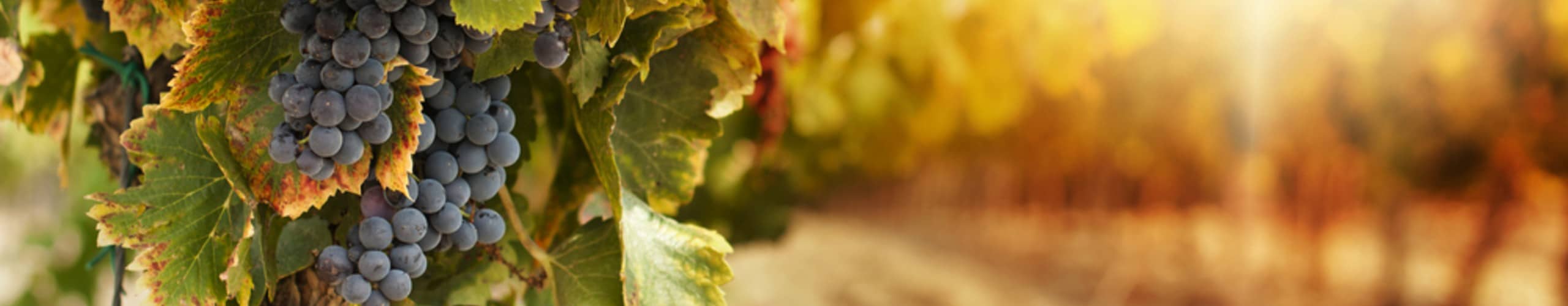Welche Weine haben wenig Säure? » Weinfreunde Magazin