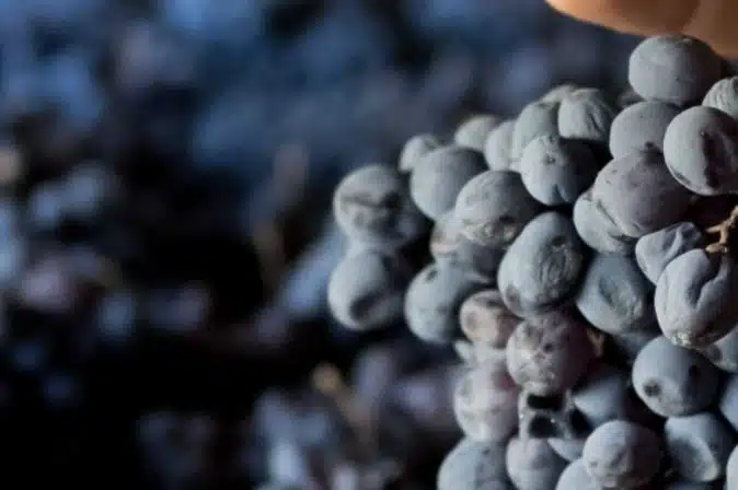 Appassimento Verfahren