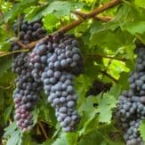 Monastrell