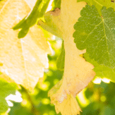 Sauvignon Blanc