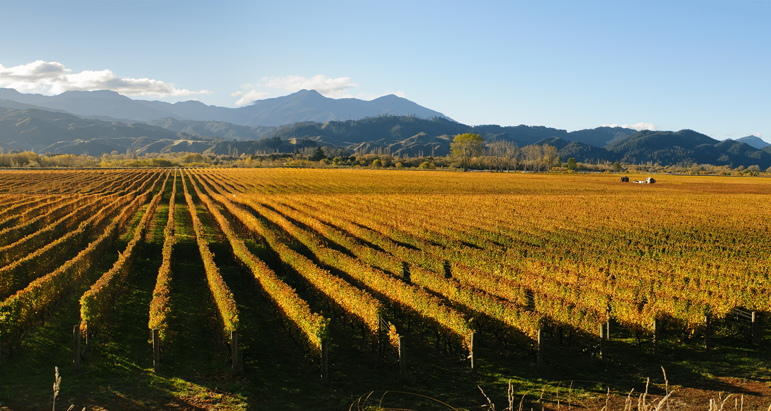 Sauvignon Blanc Neuseeland