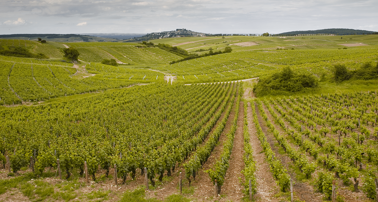 Sauvignon Blanc Loire