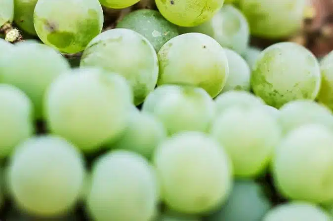 Biodynamischer Weinanbau