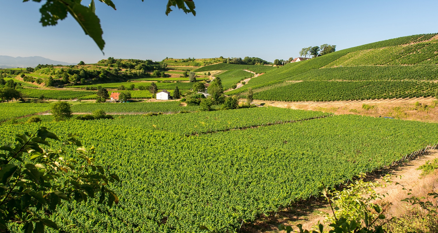Vulkanböden Kaiserstuhl