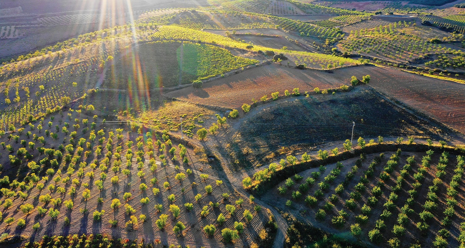 Bodegas Raices Ibericas