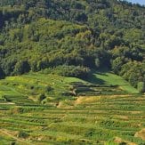 Kaiserstuhl