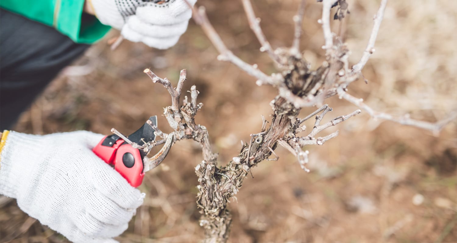Rebschnitt Weinberg