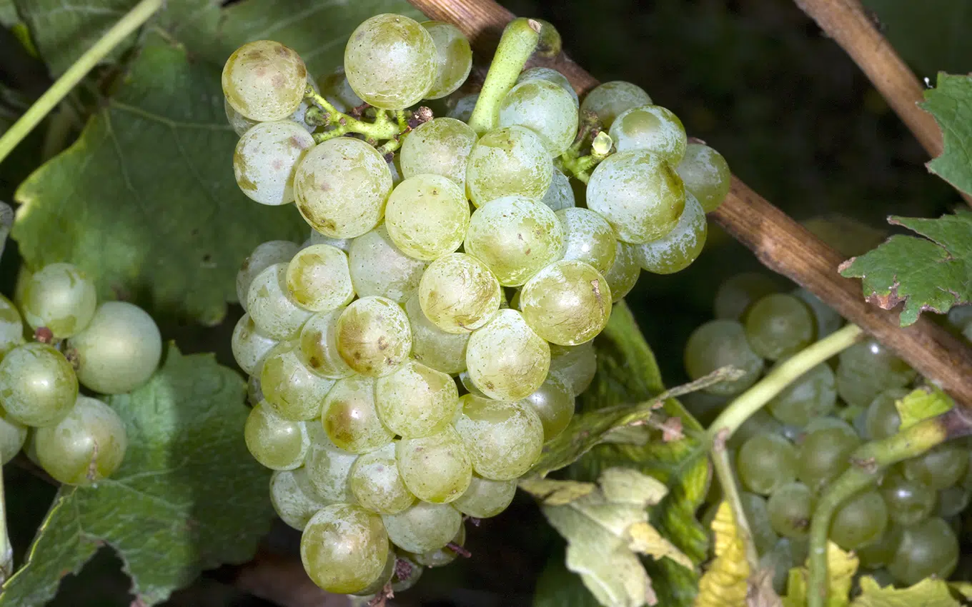 Chenin Blanc: Alles zur Rebsorte - Weinfreunde Magazin