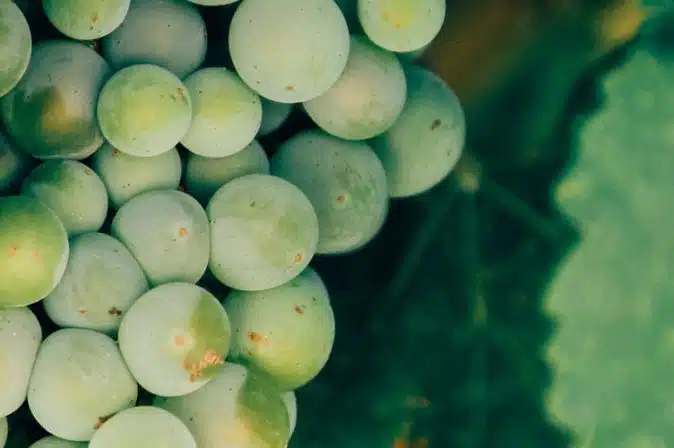 Weiße Trauben