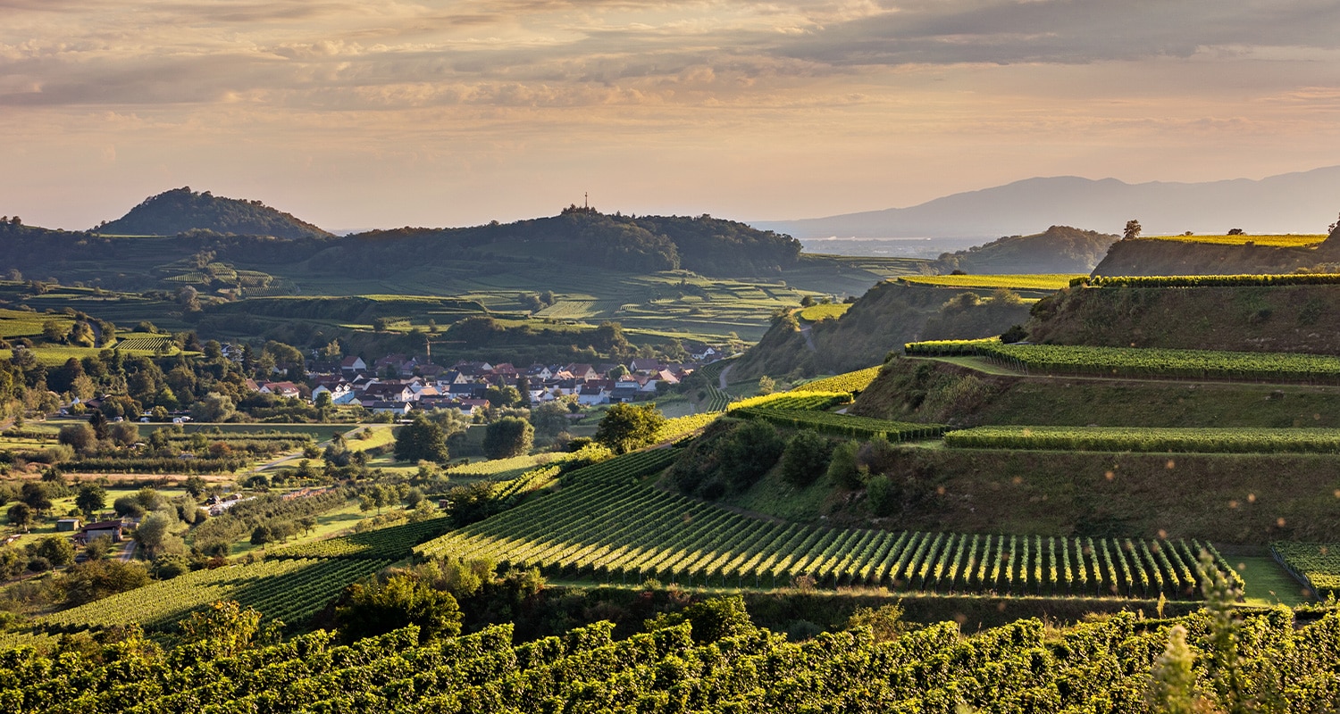 Terrassenlagen am Kaiserstuhl