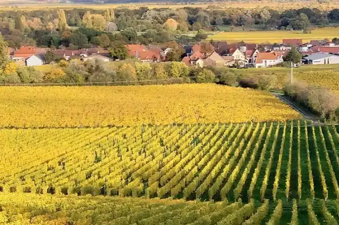 Weinlage Forster Ungeheuer