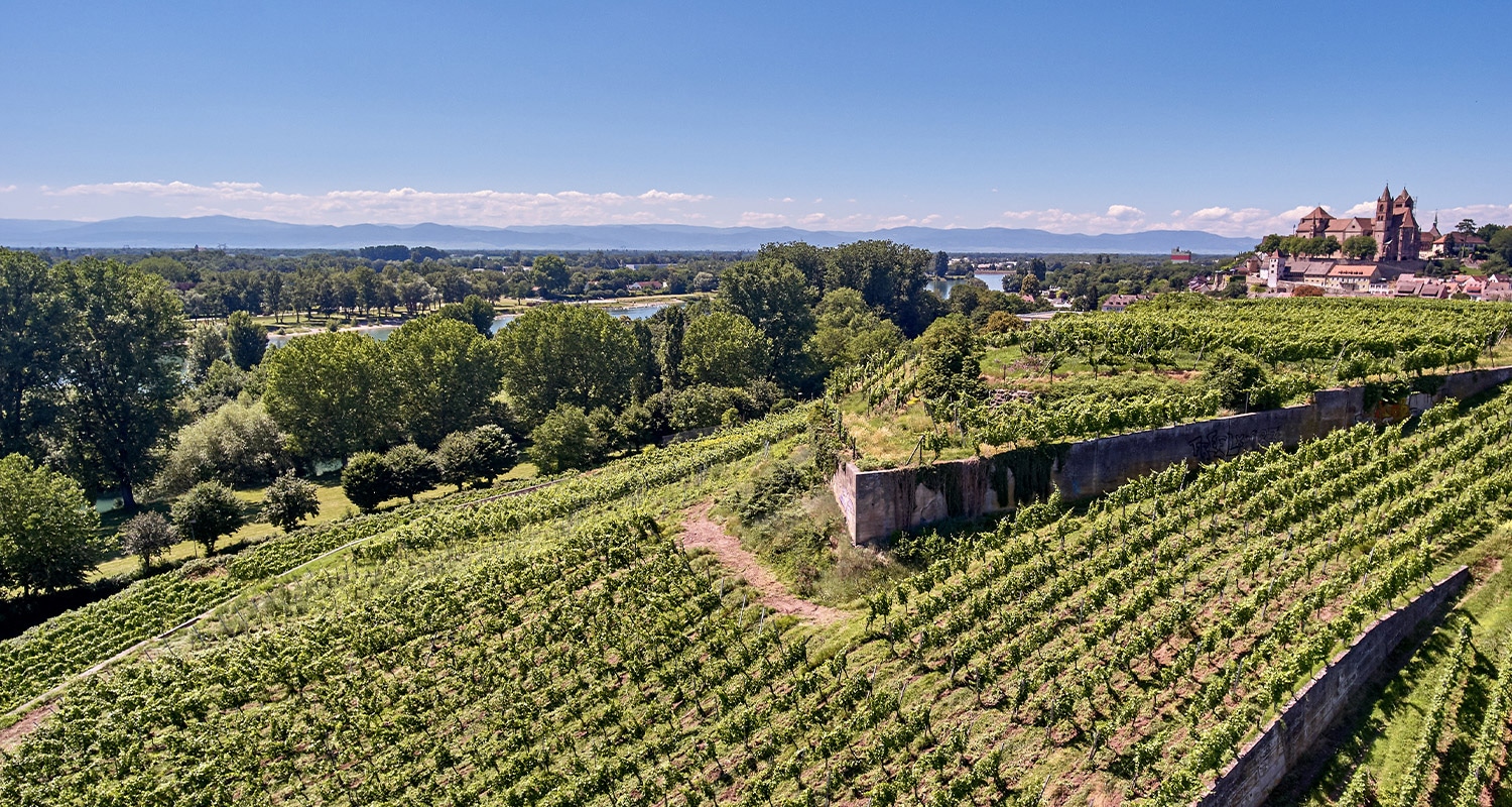 VDP Erste Lage Breisacher Eckartsberg