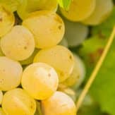 Sancerre Sauvignon Blanc