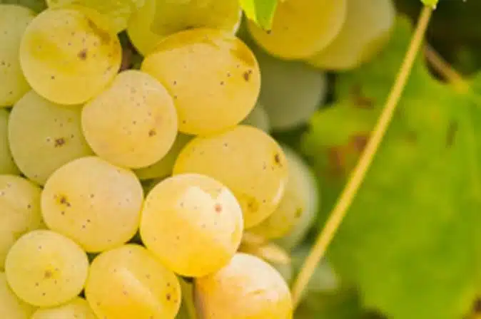 Sancerre Sauvignon Blanc