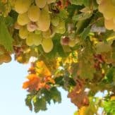 Rebsorte Trebbiano di Lugana