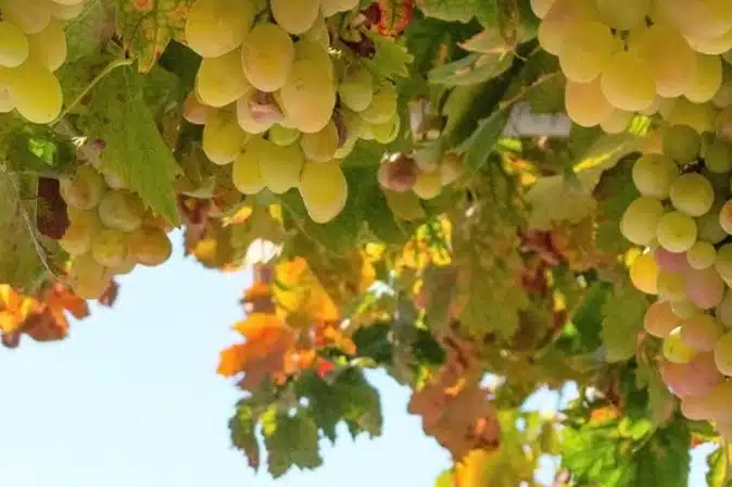 Rebsorte Trebbiano di Lugana