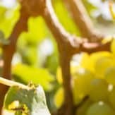 Chablis Wein