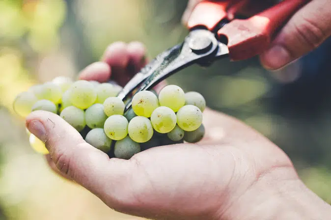 Grüne Weintrauben in Winzerhand