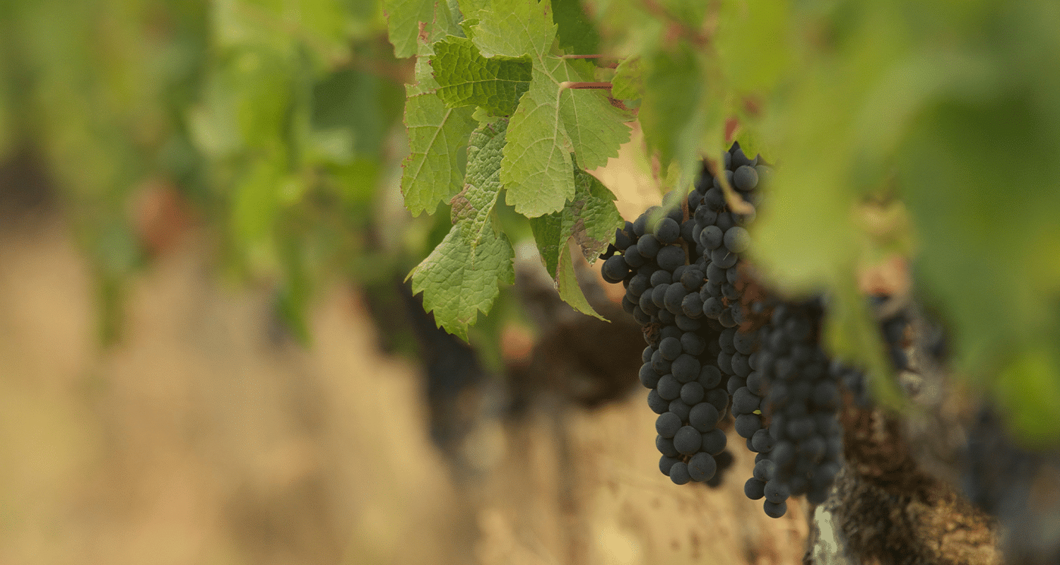 Weinreben in Bordeaux